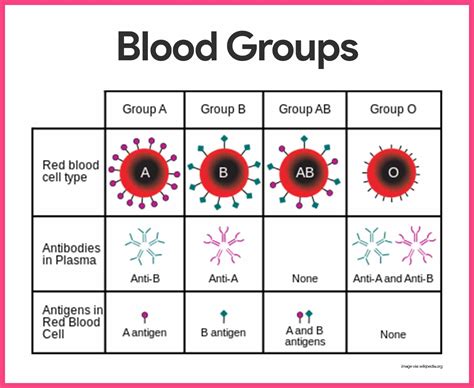 blood anatomy.